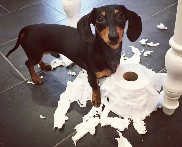 Dachshund with torn tissue paper