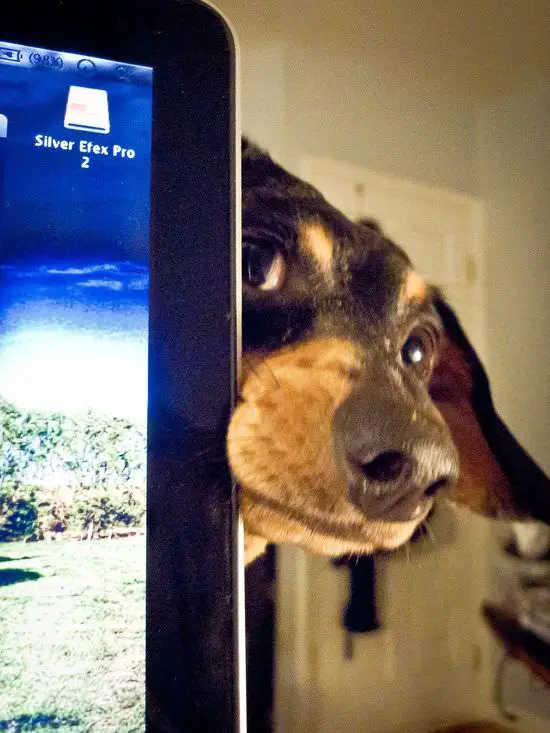 Dachshund face beside the laptop screen