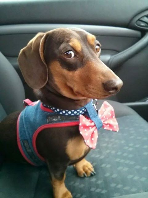 Dachshund with suspicious eyes while sitting on the car