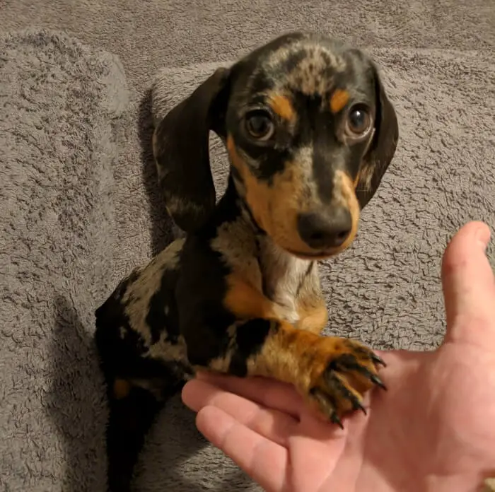 Dachshund with its paws on its owners hand