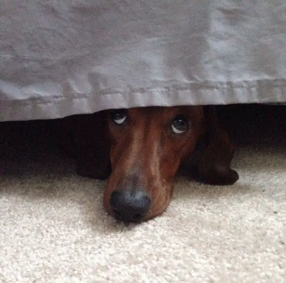Dachshund under the bed
