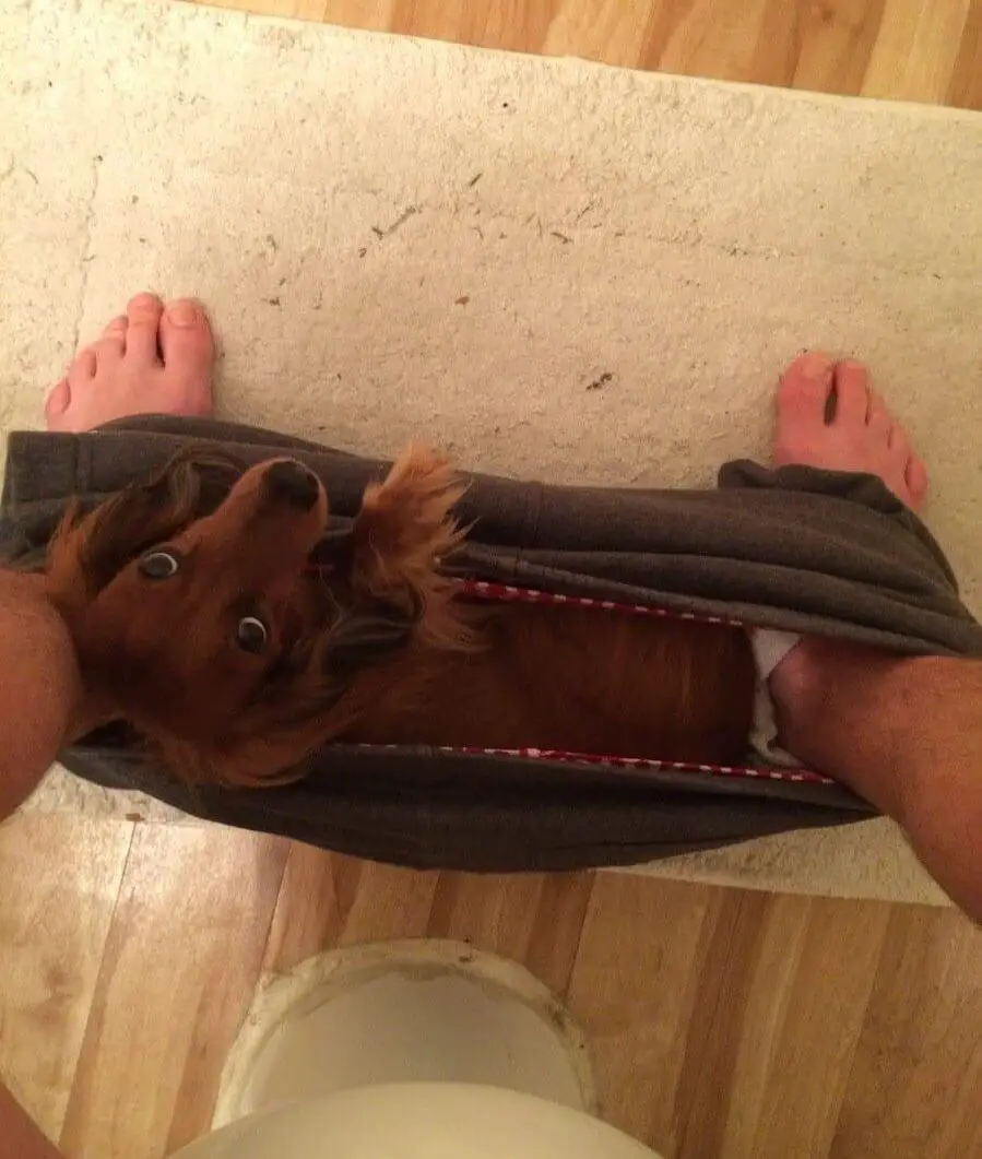 Dachshund inside your shorts in the toilet
