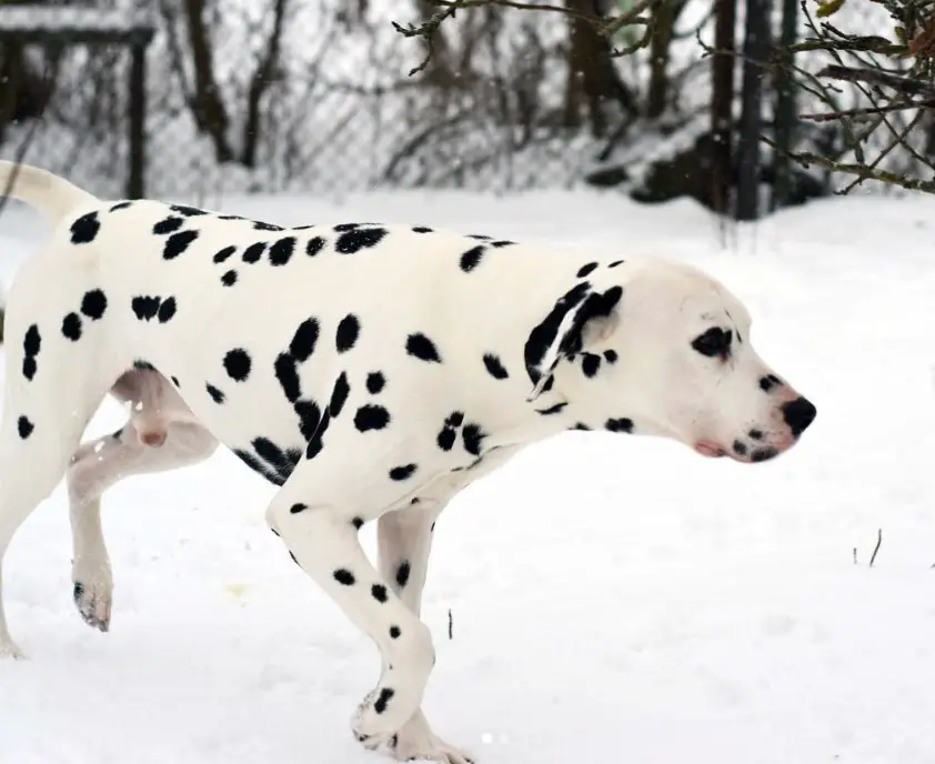 101 Dalmatians Puppy Names With Pictures Puppy And Pets