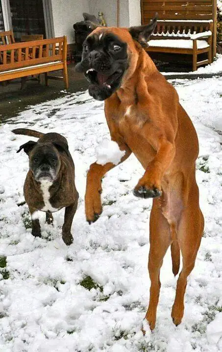 A Boxer Dog jumping in snow with its mouth open