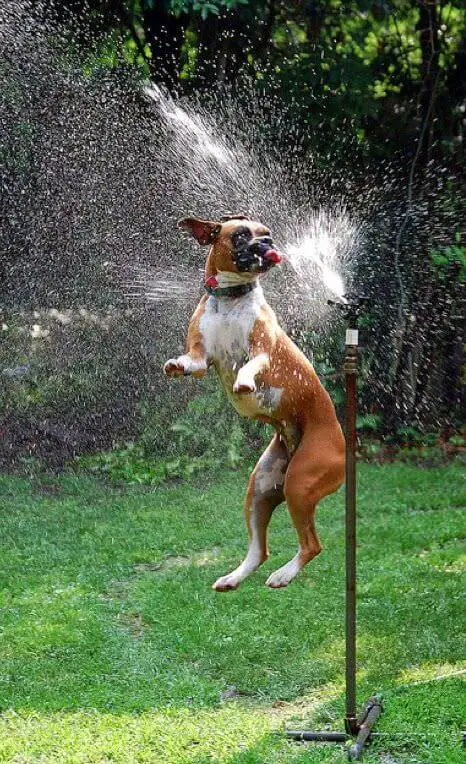 A Boxer Dog jumping towards the sprinkler in the yard