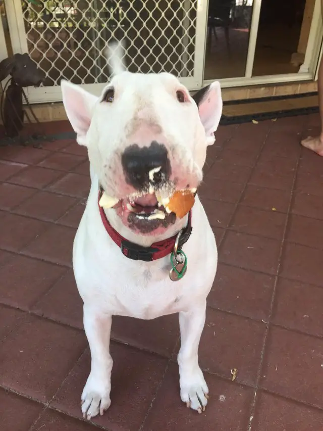 Bull Terrier with food in its mouth