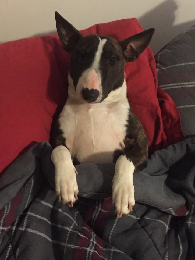 Bull Terrier on the bed