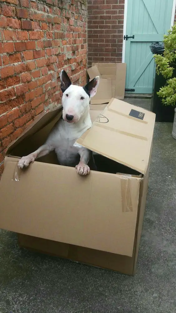 Bull Terriers inside a cardboard box