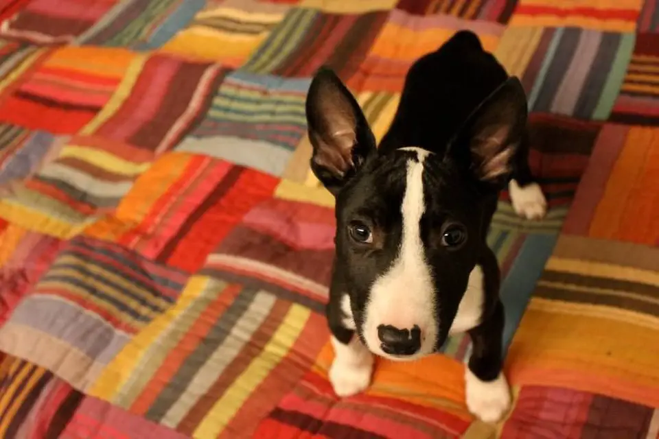 Bull Terrier puppy on the bed
