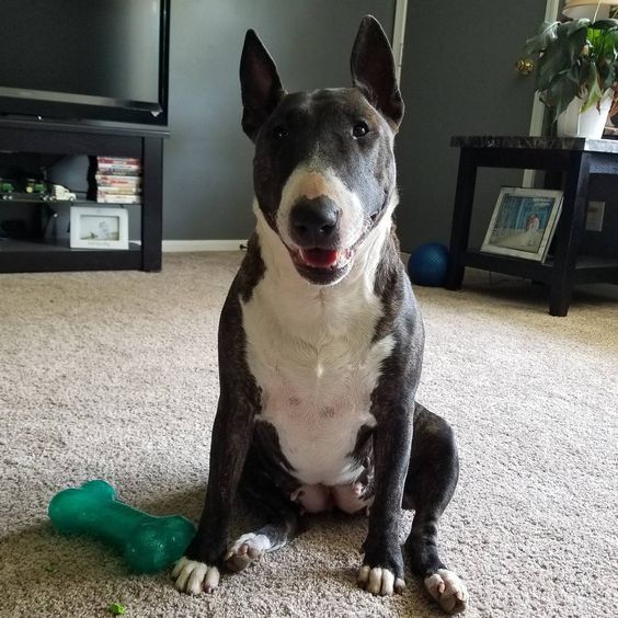 Bull Terrier sitting on the floor smiling