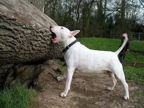 Bull Terrier biting the tree trunk