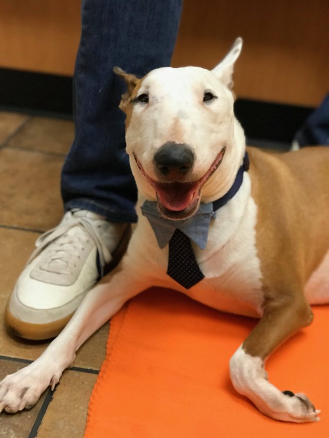 smiling Bull Terrier lying on the floor