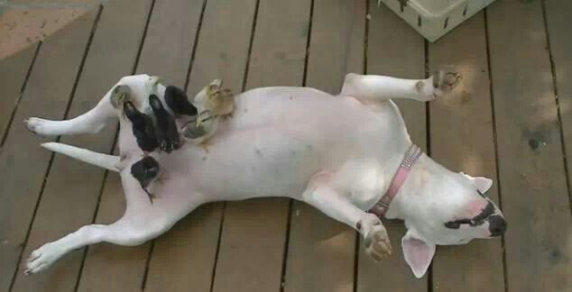 Bull Terriers lying on it back with birds on its stomach