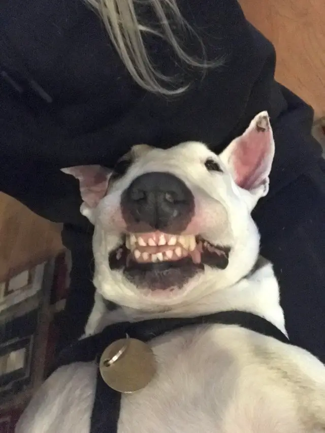Bull Terriers lying on its owner's lap while smiling