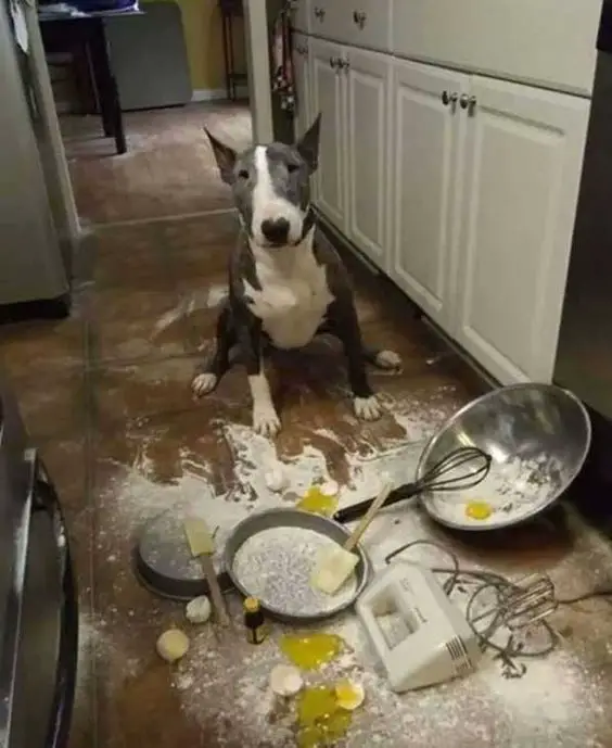 Bull Terrier sitting on the floor with with spilled eggs and flour, and materials