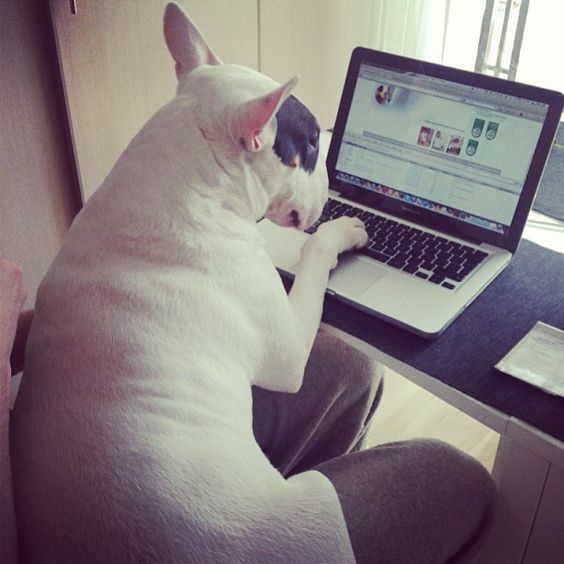 Bull Terrier sitting on its owner's lap while looking at the laptop