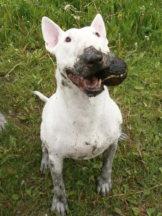 English Bull Terrier sitting on the green grass with dirt and dirty ball in its mouth