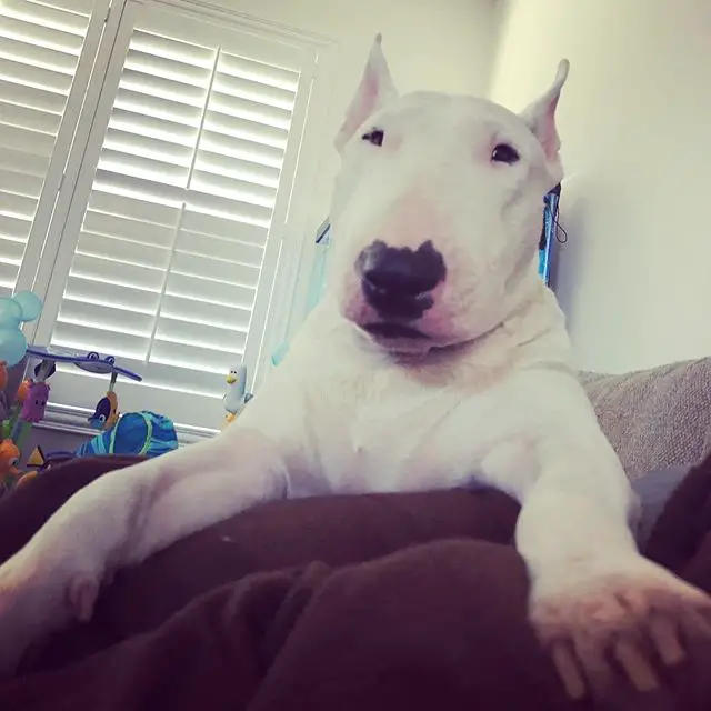 English Bull Terrier on the couch