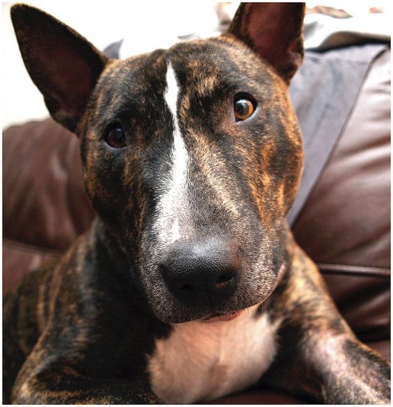 English Bull Terrier on the couch