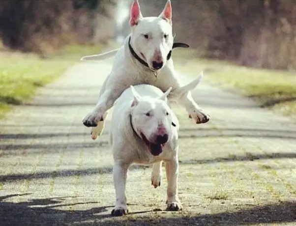 English Bull Terrier jumping on the back of a English Bull Terrier while running on the road