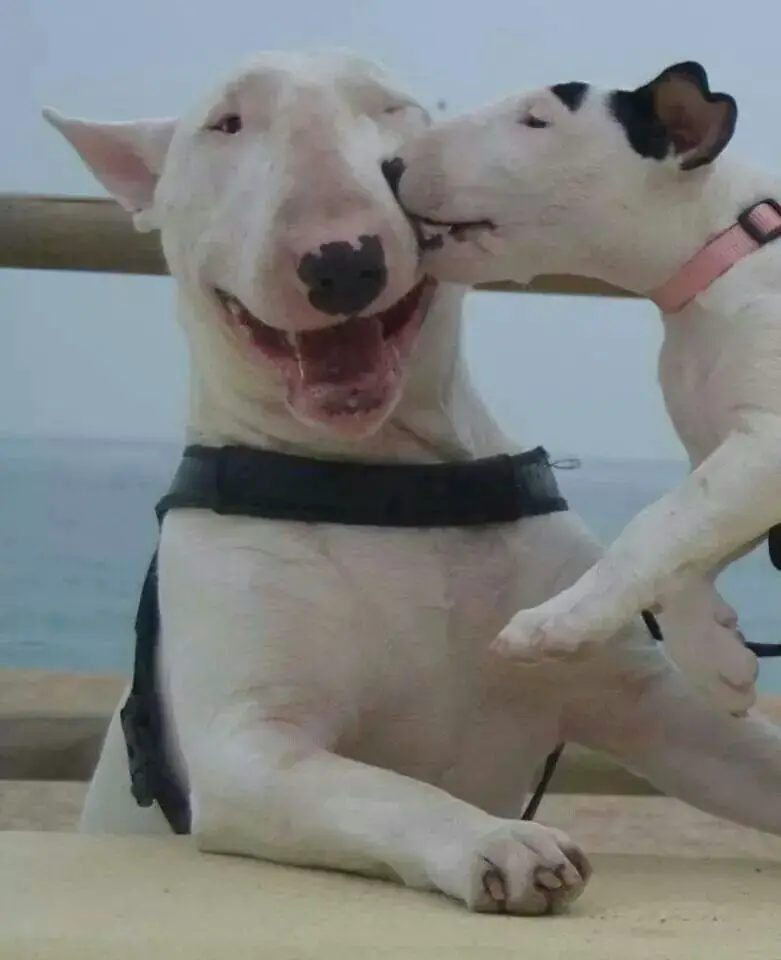 English Bull Terrier puppy biting the face of a English Bull Terrier adult