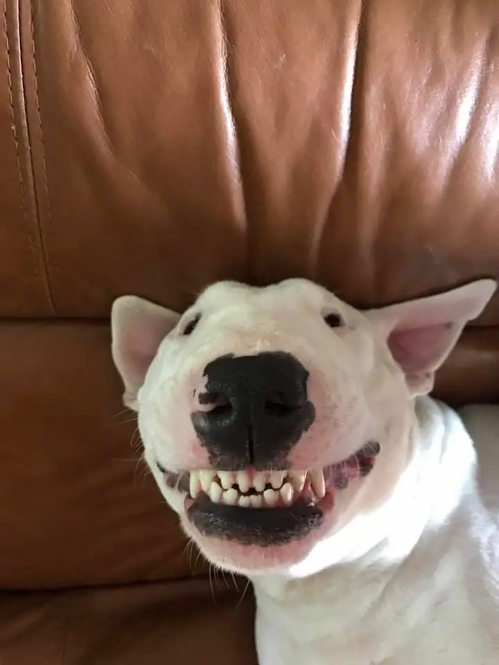 English Bull Terrier smiling showing its full teeth while lying on the couch