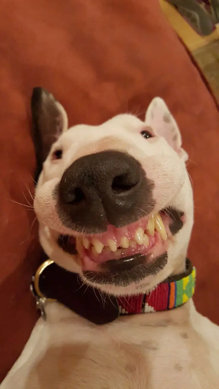 English Bull Terrier smiling with its teeth while lying on its bed