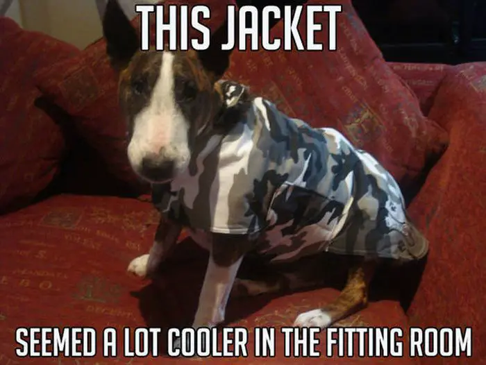 Bull Terrier sitting on the couch wearing a camouflage sweater with a text 