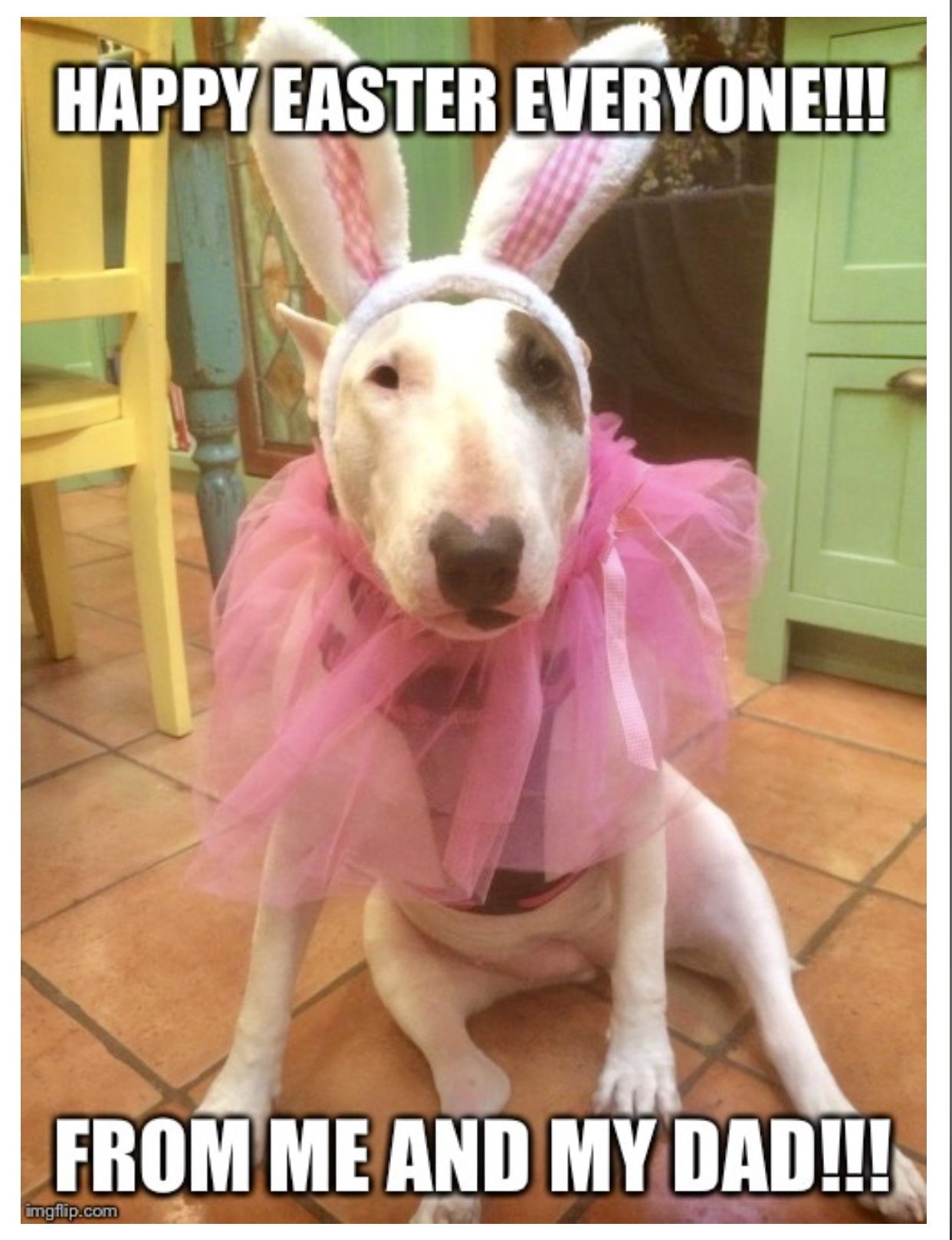 Bull Terrier sitting on the floor wearing a rabbit ears headband and a pink tutu on its neck and a text 
