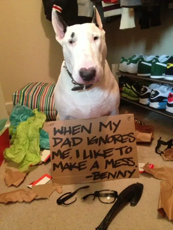 sitting Bull Terrier wearing a cardboard with a message 