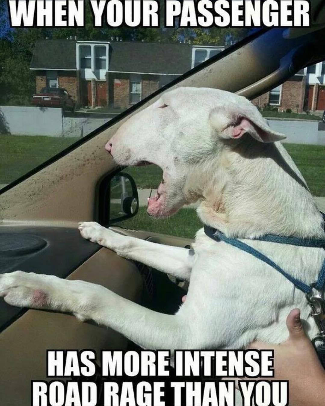 scared Bull Terrier in the passenger seat photo with a text 