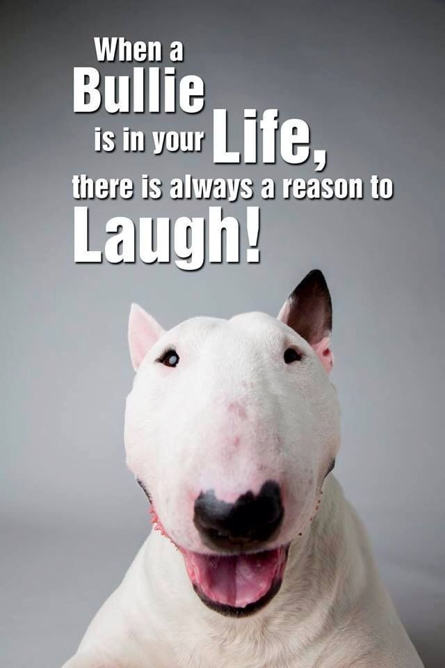 smiling Bull Terrier photo with a text 