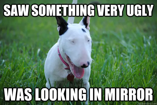 panting Bull Terrier taking a walk in the green grass photo with a text 