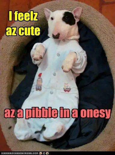 Bull Terrier lying on its bed wearing a white onesie with a text 