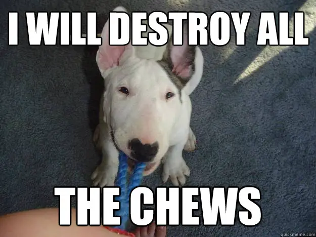 Bull Terrier sitting on the floor while pulling its tug toy with a text 