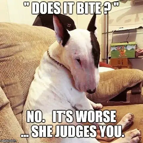 Bull Terrier sitting on the couch with a suspicious stare photo and a text 