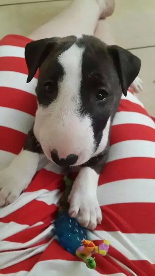 English Bull Terrier puppy lying on top of a girl's lap