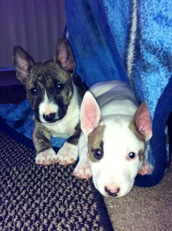 two English Bull Terrier puppies on the floor