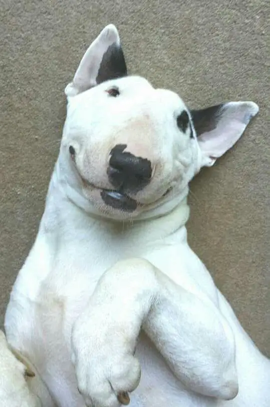 English Bull Terrier dog lying on the floor with its sweet face