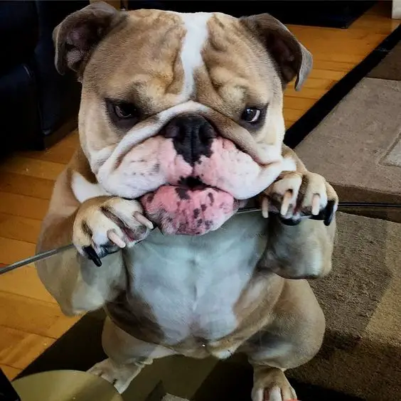 English Bulldog standing against the glass table with its begging face