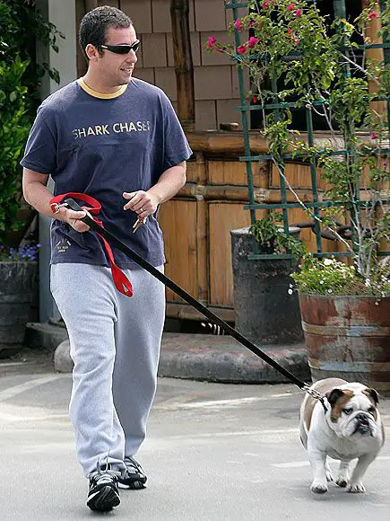 Adam Sandler walking in the street with his English Bulldog on a leash