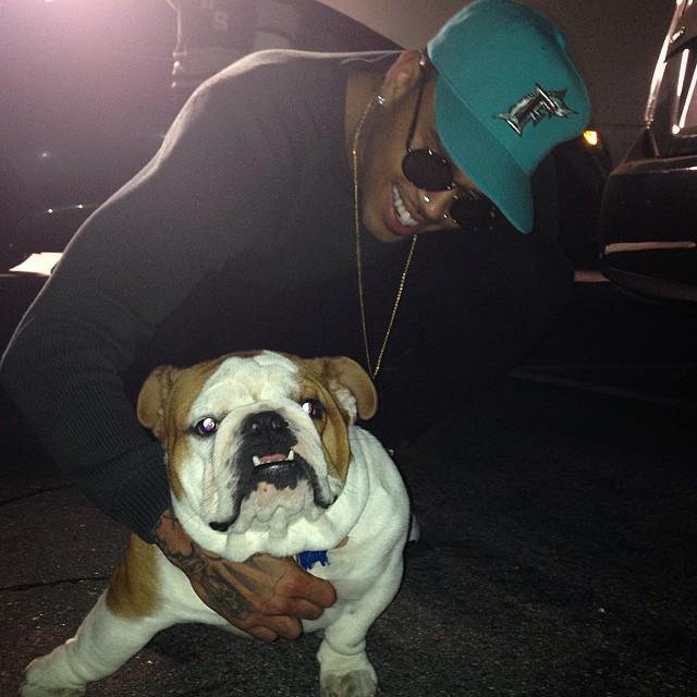 Chris Brown petting his English Bulldog on the floor