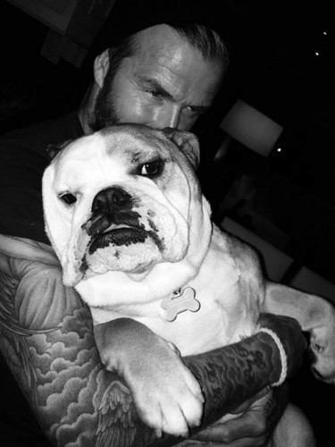 David Beckham inside the car hugging his large English Bulldog