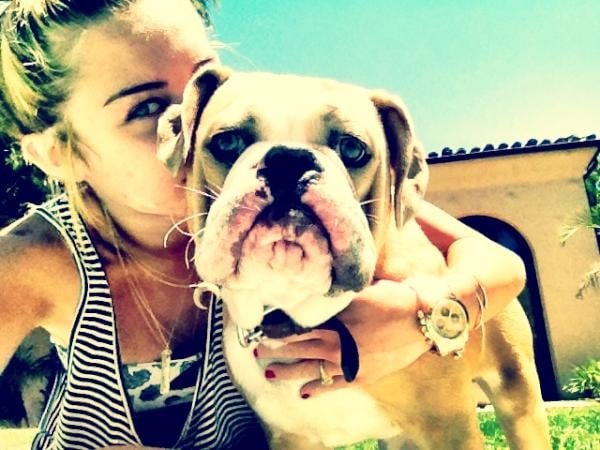 Miley Cyrus taking a selfie while kissing her English Bulldog