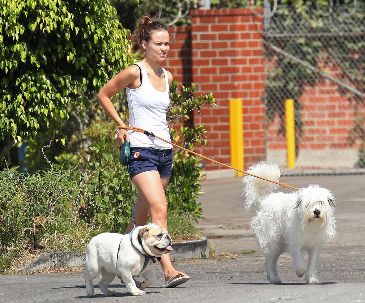 Olivia Wilde walking her English Bulldog together with her other dog