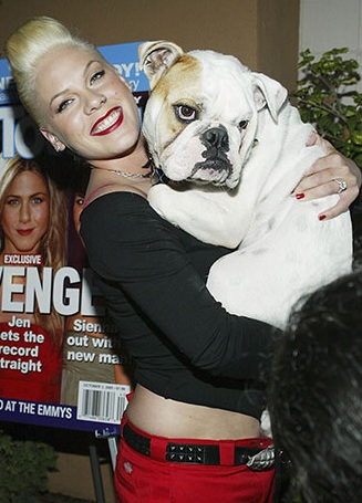 Pink carrying her big English Bulldog