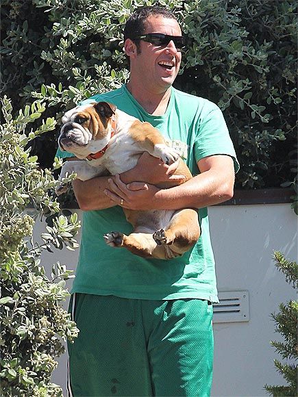 Adam Sandler carrying his English Bulldog