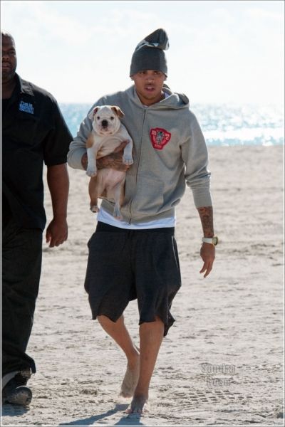 Chris Brown walking at the beach carrying his English Bulldog puppy