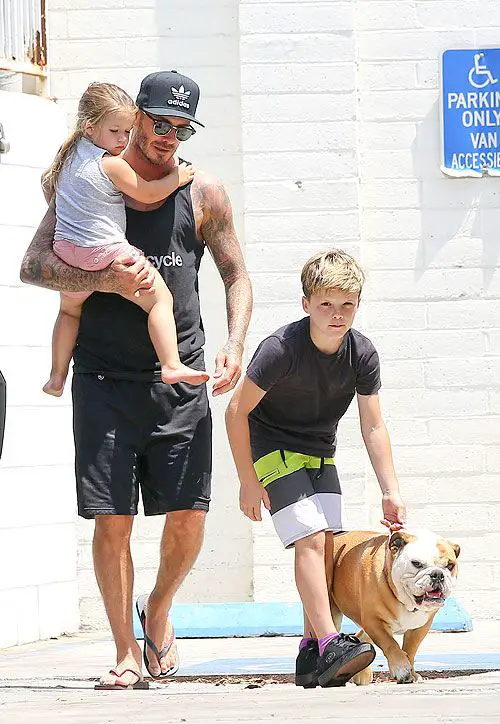 David Beckham with his two children and his English Bulldog