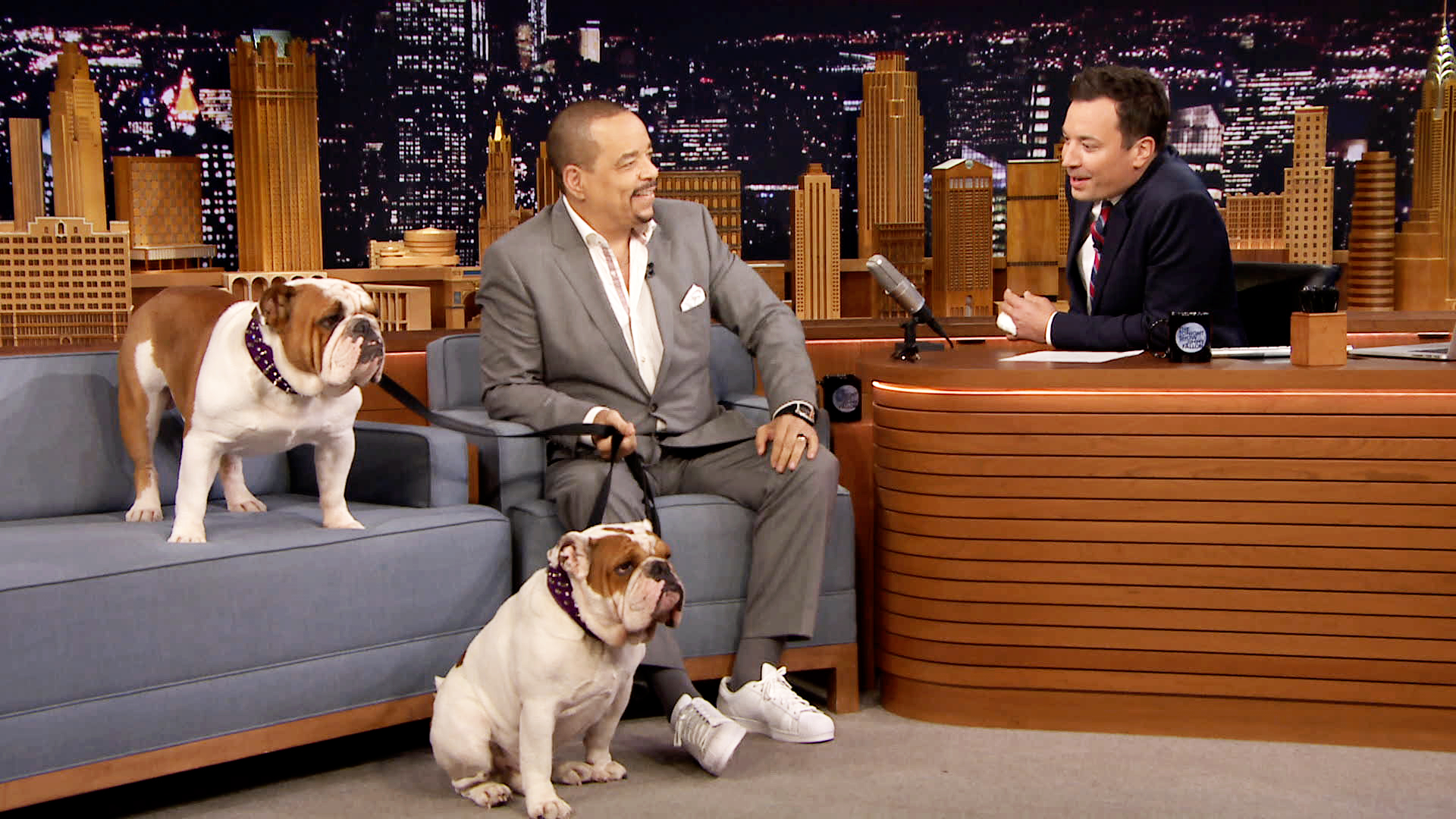 Ice-T on a talkshow with his two English Bulldogs